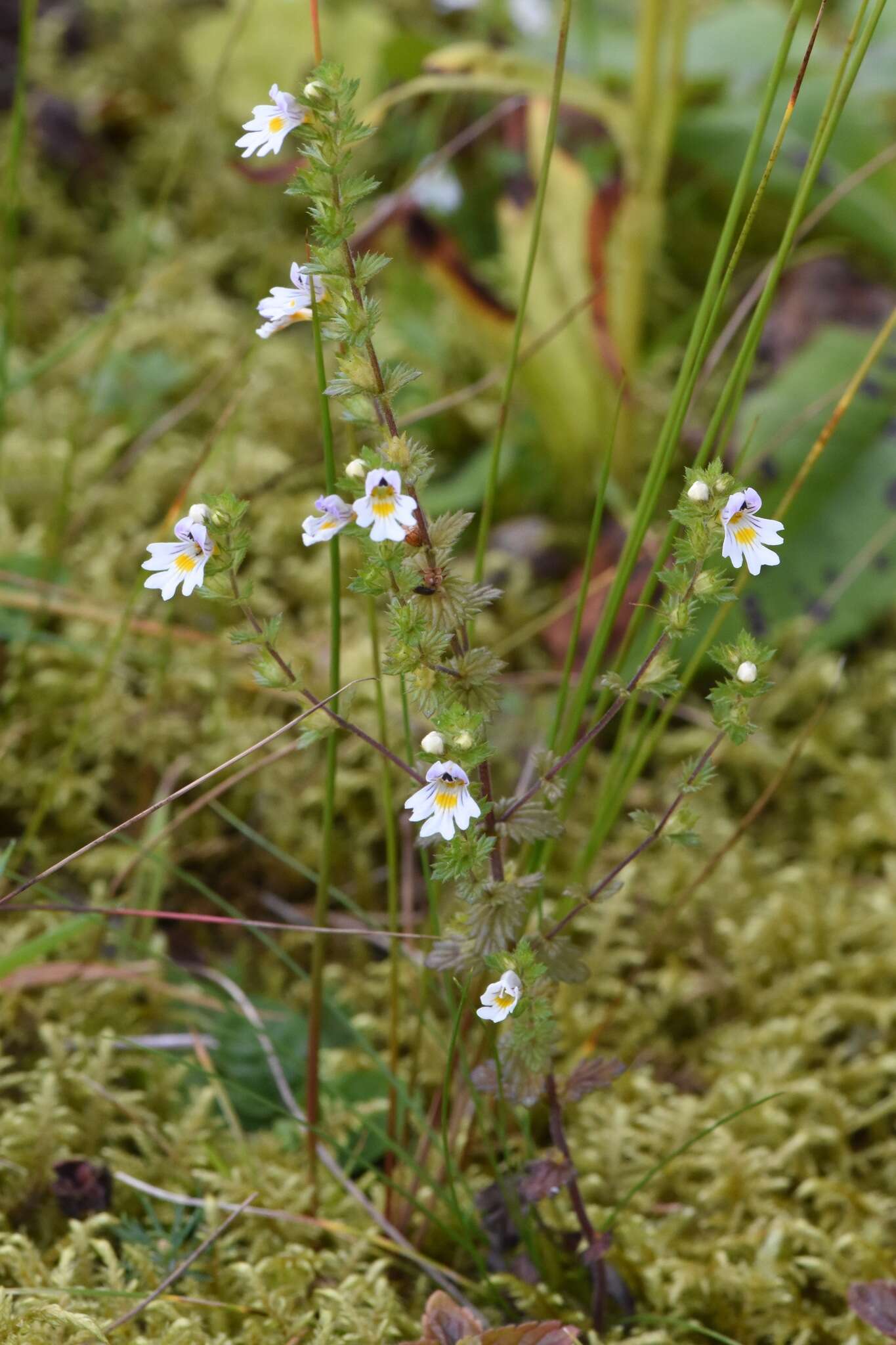 Imagem de Euphrasia officinalis L.