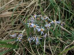 Image of Aster ovatus var. microcephalus (Miq.) Mot. Ito & A. Soejima