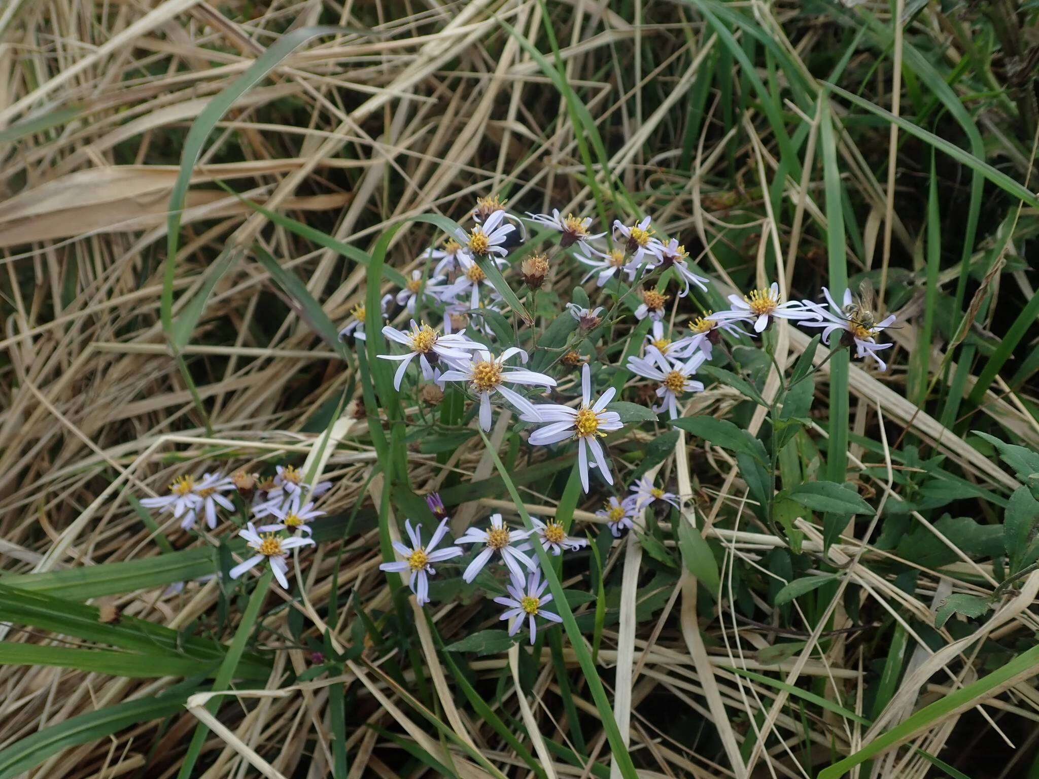 Imagem de Aster ovatus var. microcephalus (Miq.) Mot. Ito & A. Soejima