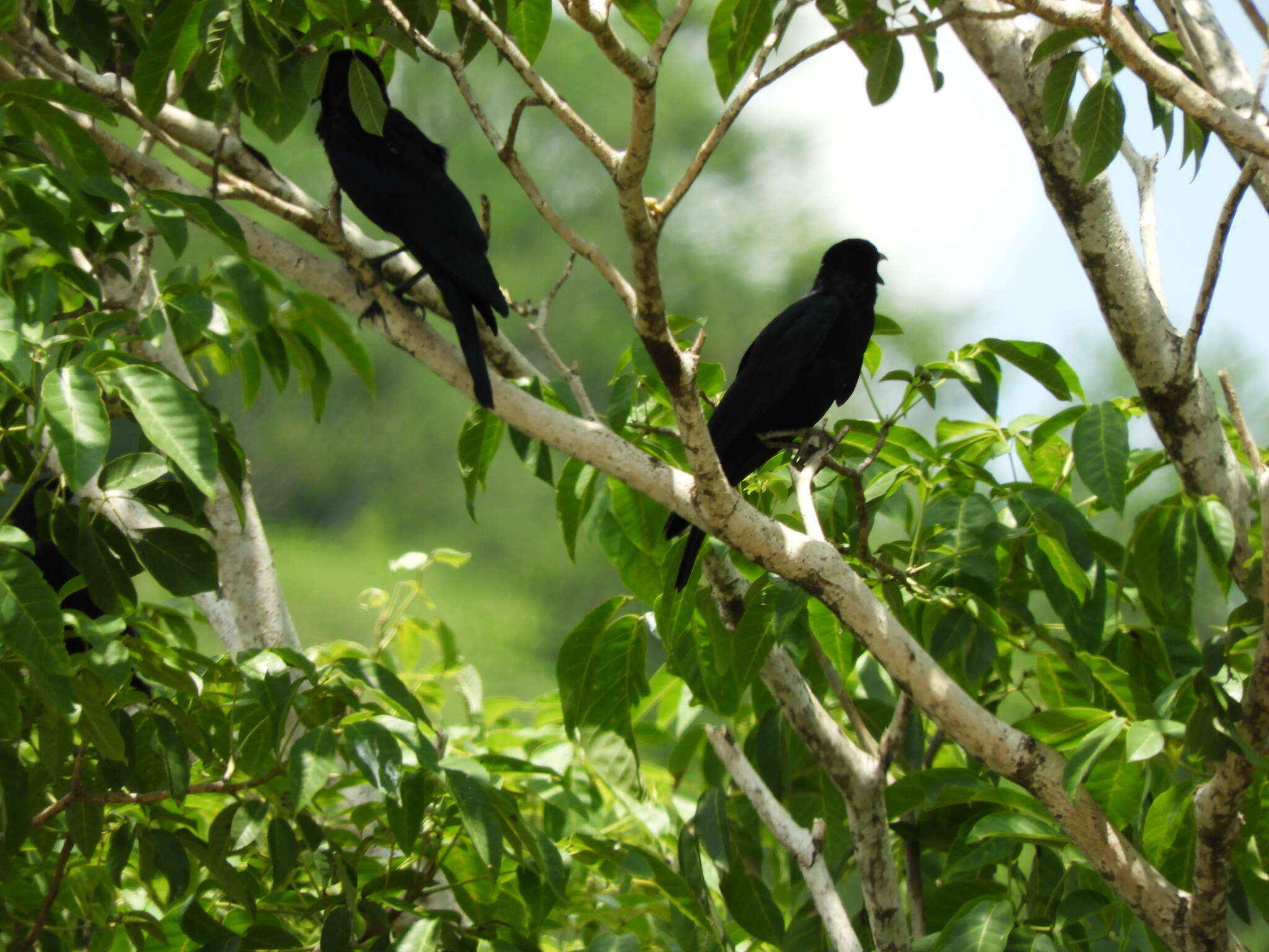 Imagem de Corvus sinaloae Davis & LI 1958