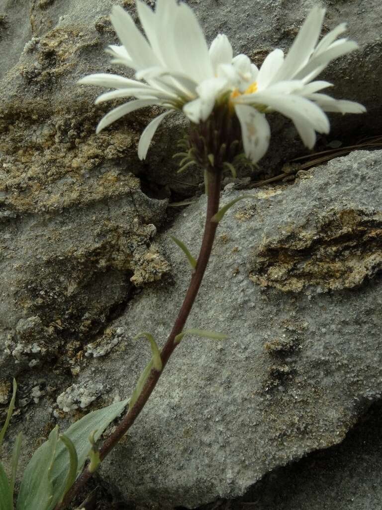 Image of Celmisia bonplandii (J. Buch.) Allan