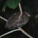 Слика од Megapodius decollatus Oustalet 1878