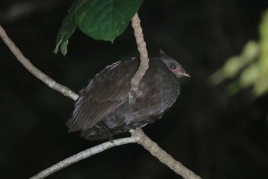 Megapodius decollatus Oustalet 1878 resmi