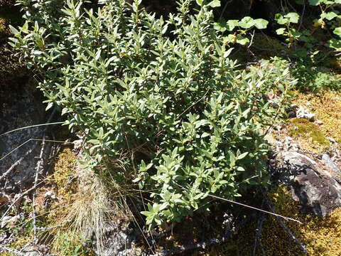 Image of Rhododendron adamsii Rehder