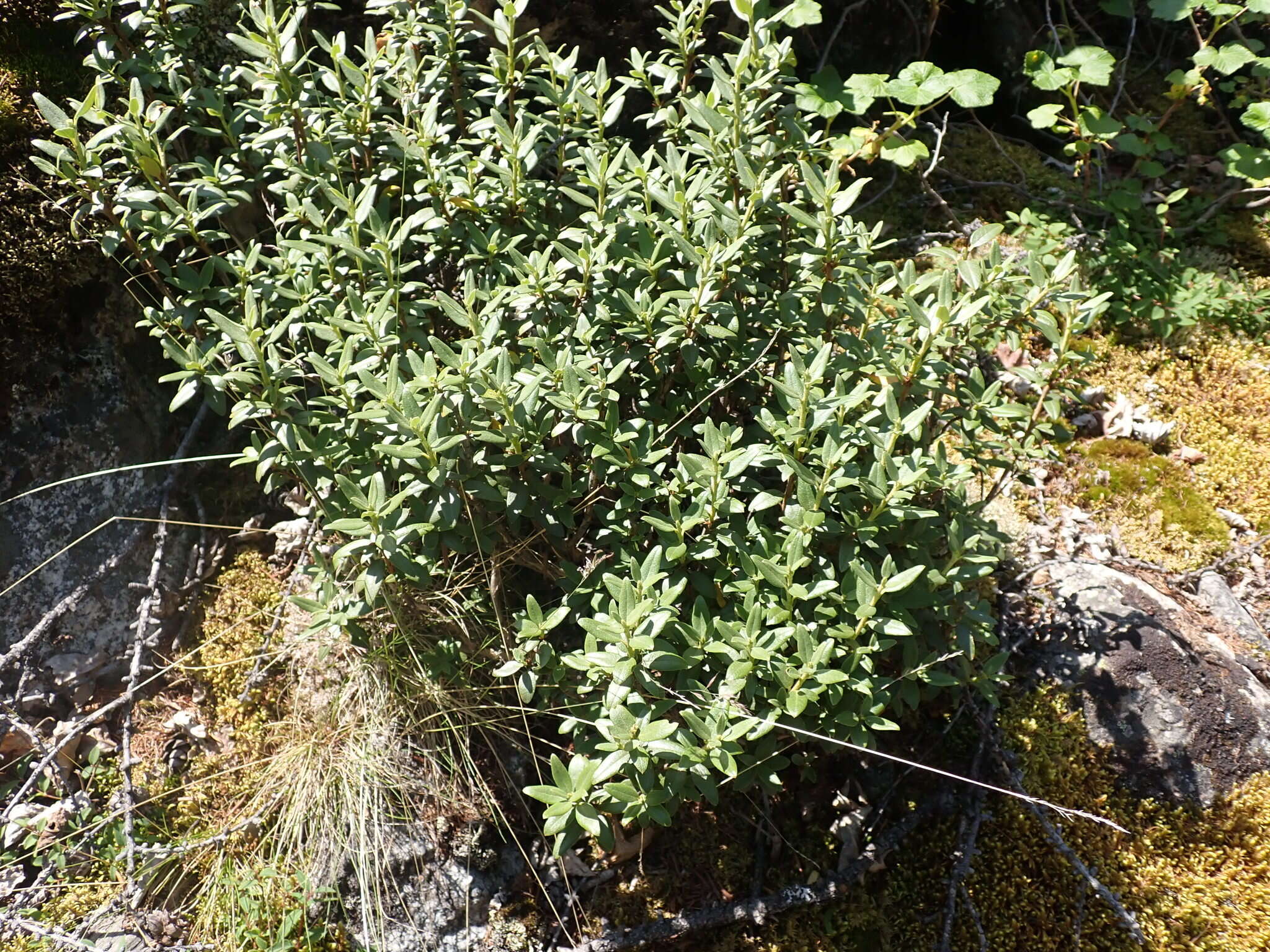 Imagem de Rhododendron adamsii Rehder