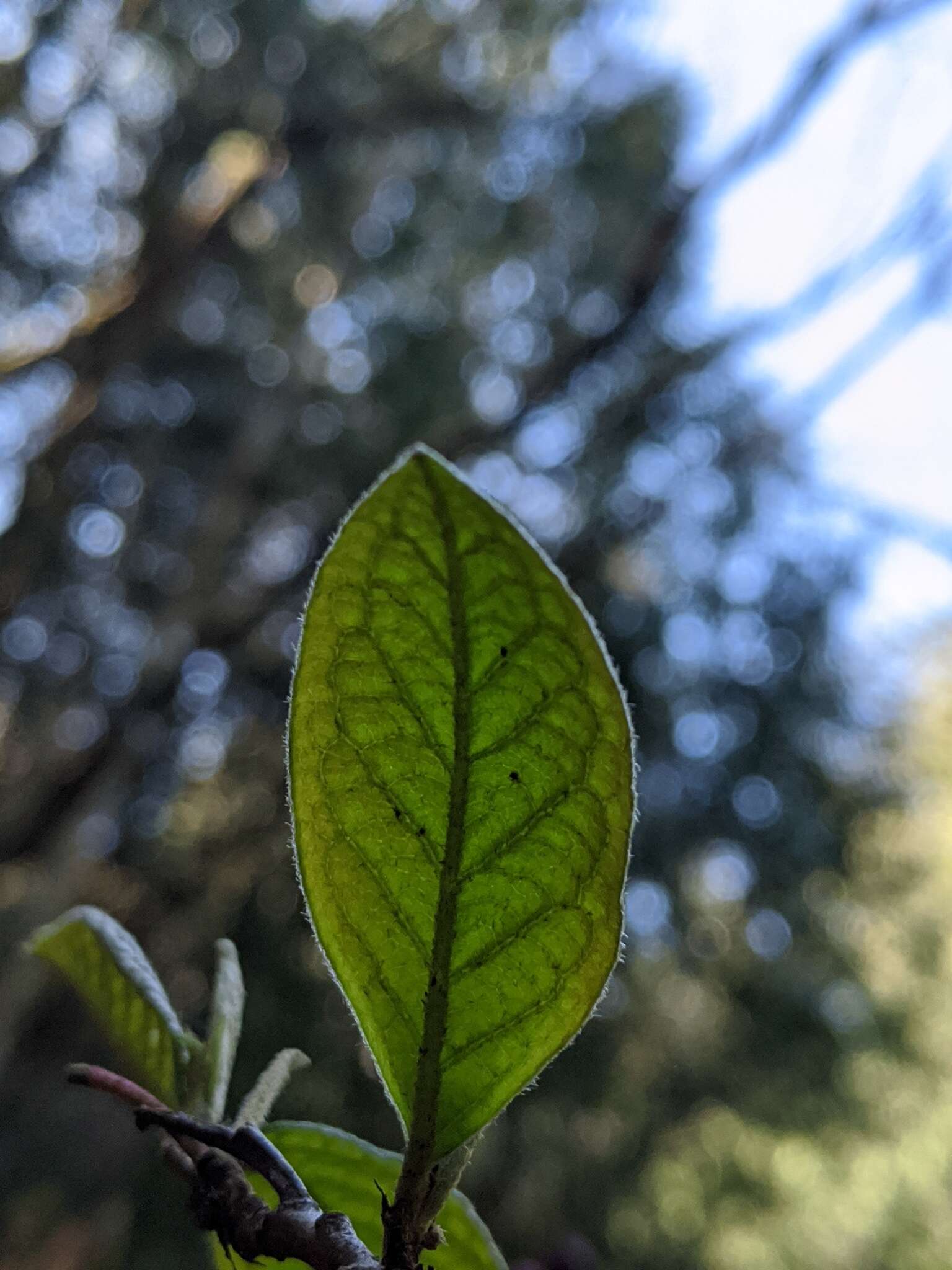 Image of hollyberry cotoneaster