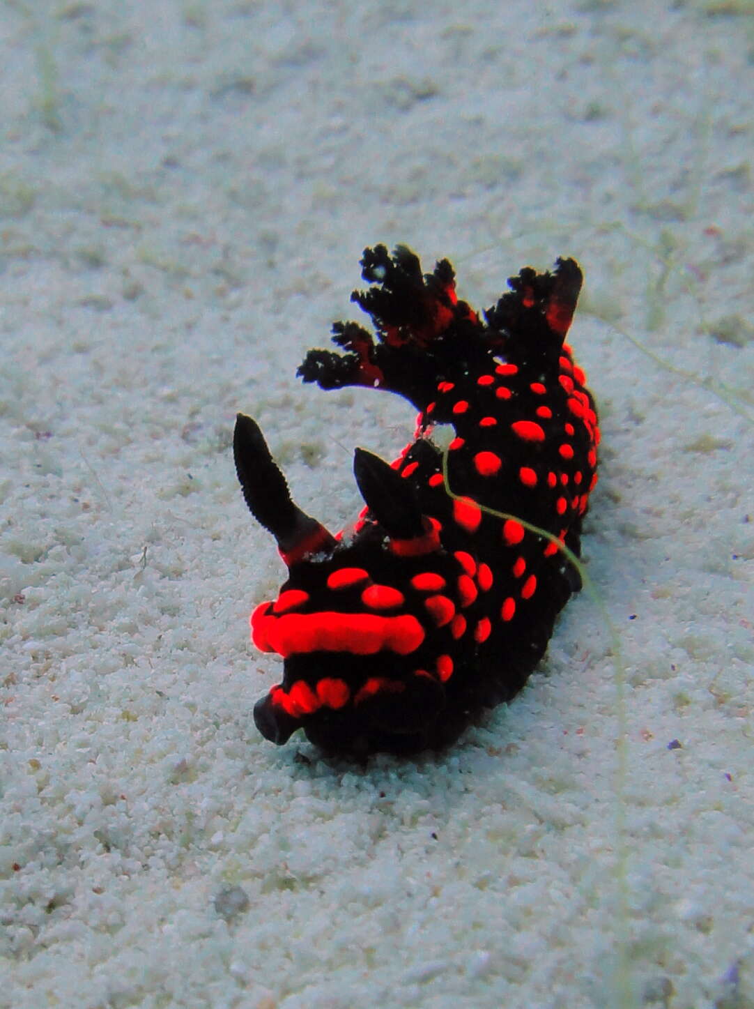 Image of Red spot blue gill black slug