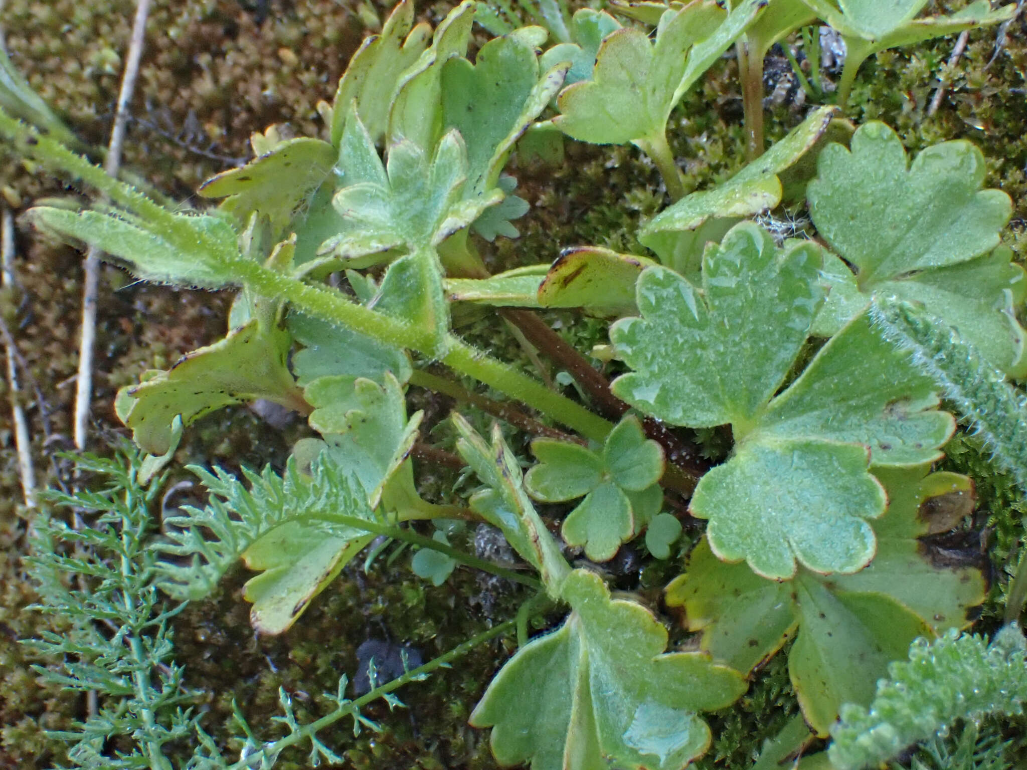Image of buttercup suksdorfia