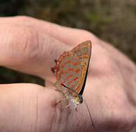 Imagem de Hypochrysops delicia Hewitson 1875