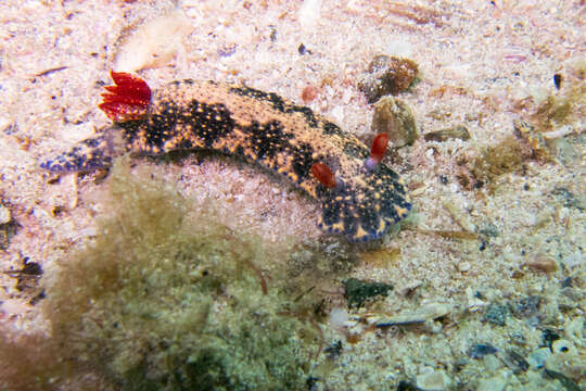 Image of Hypselodoris Stimpson 1855