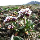 Imagem de Braya glabella subsp. purpurascens (R. Br.) W. J. Cody