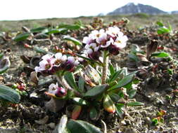 Imagem de Braya glabella subsp. purpurascens (R. Br.) W. J. Cody