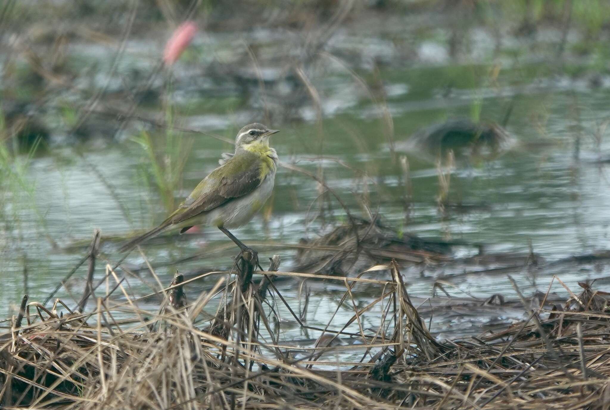 Image of Motacilla tschutschensis tschutschensis Gmelin & JF 1789