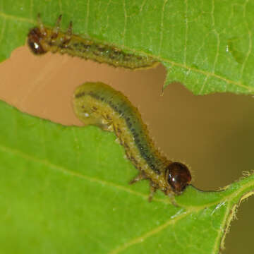 Image of Striped Alder Sawfly