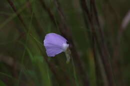 Image of Utricularia terrae-reginae P. Taylor