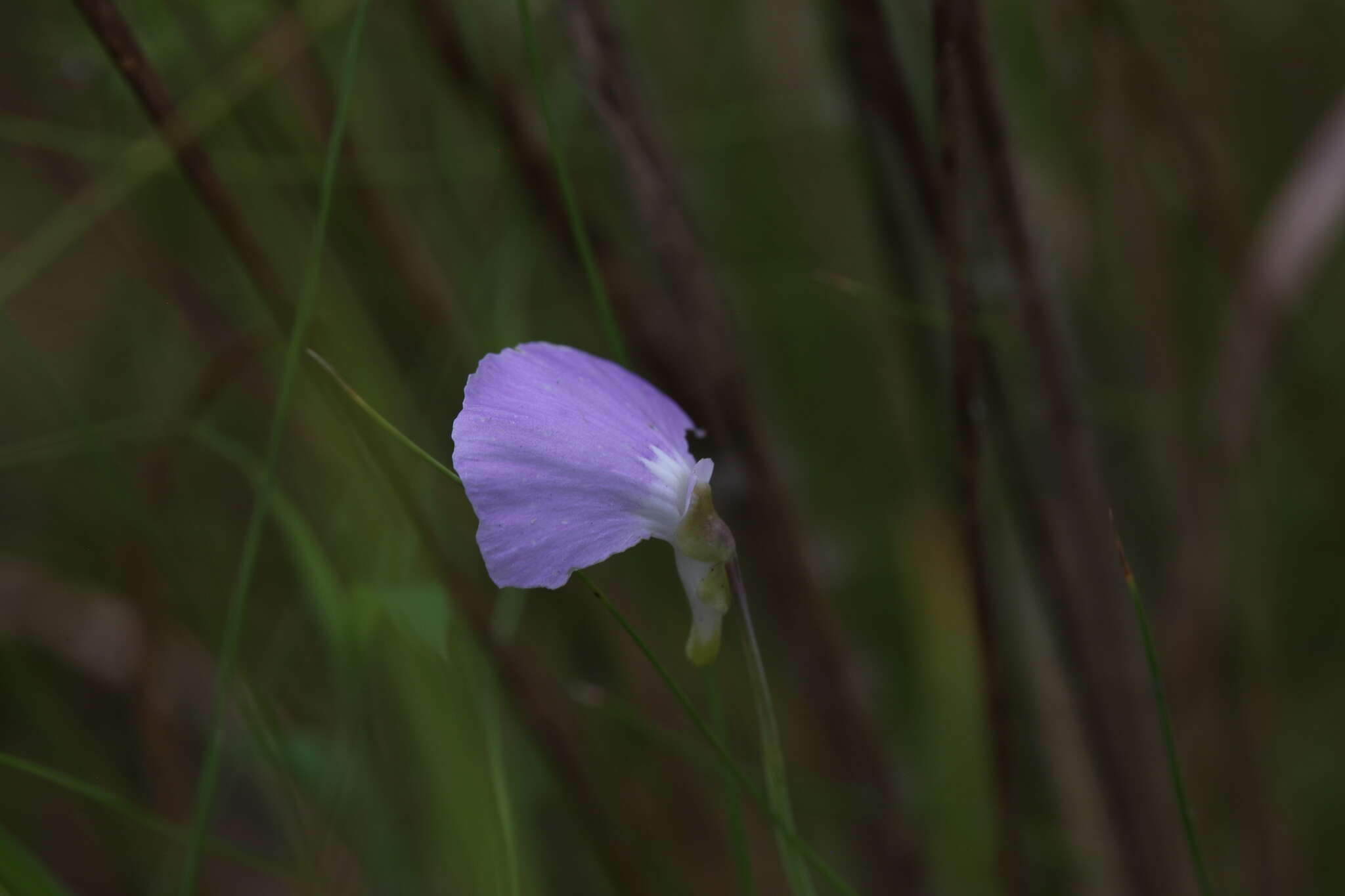 Image of Utricularia terrae-reginae P. Taylor