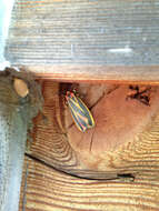 Image of Painted Lichen Moth