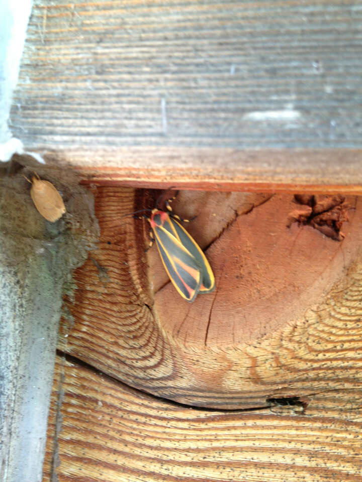 Image of Painted Lichen Moth