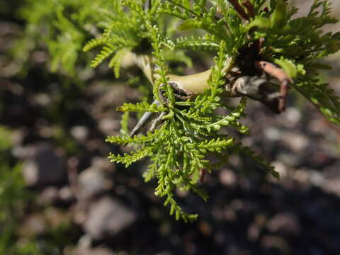 Image de Parkinsonia andicola