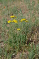 Sivun Handelia trichophylla (Schrenk ex Fisch. & C. A. Mey.) Heimerl kuva