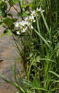 Слика од Cardamine dentata Schult.