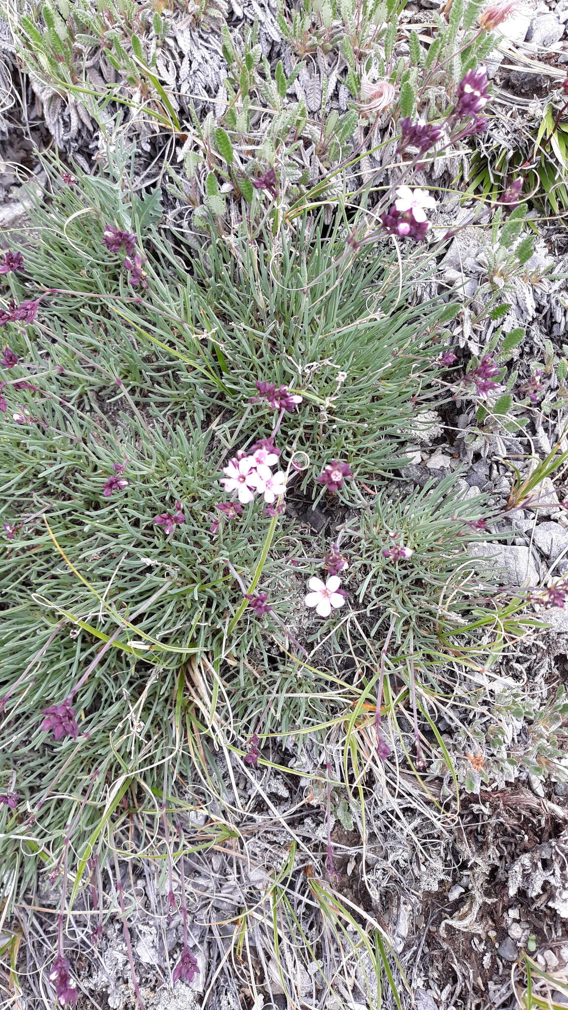 Слика од Gypsophila sambukii Schischk.