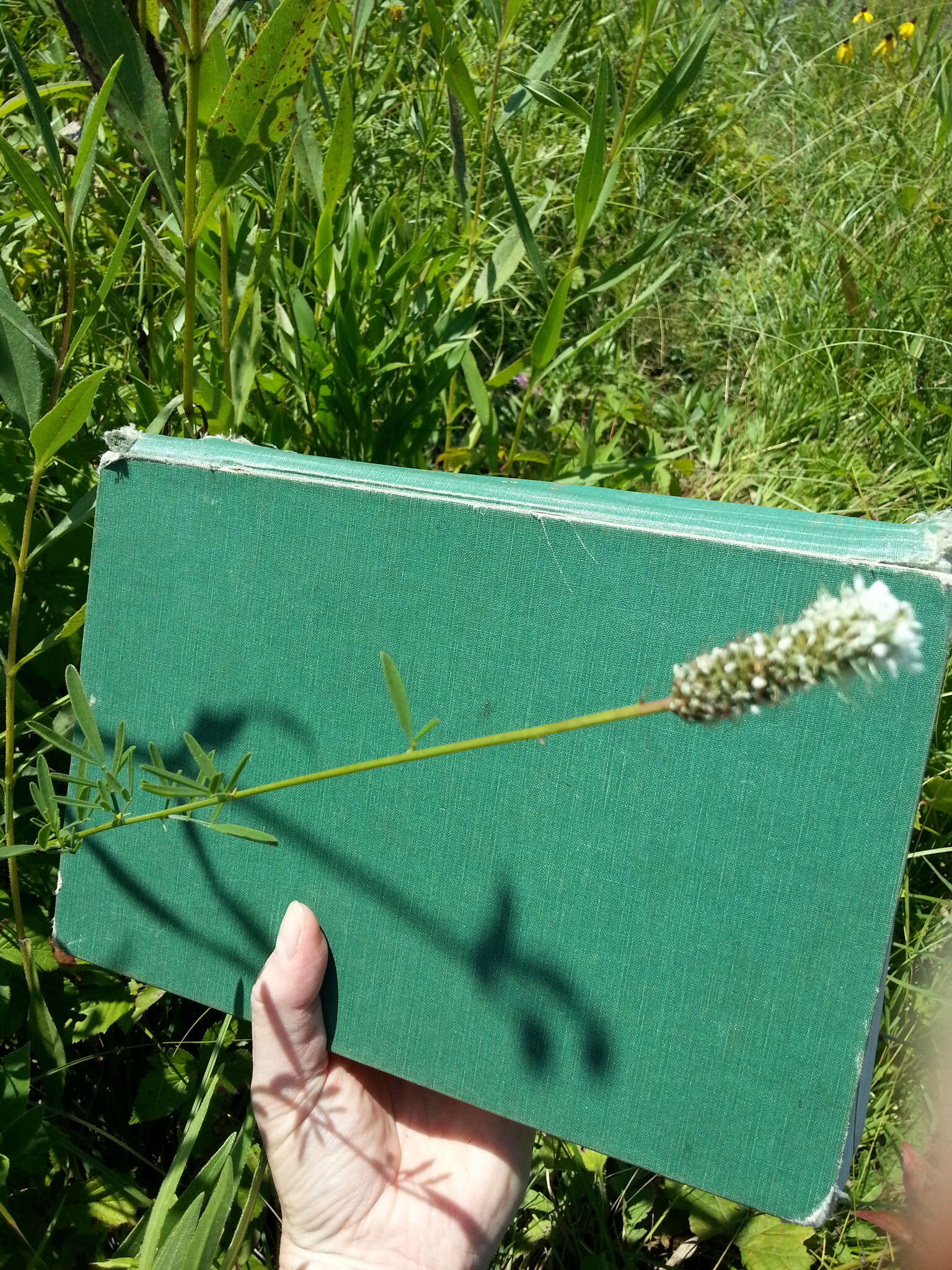 Image of white prairie clover