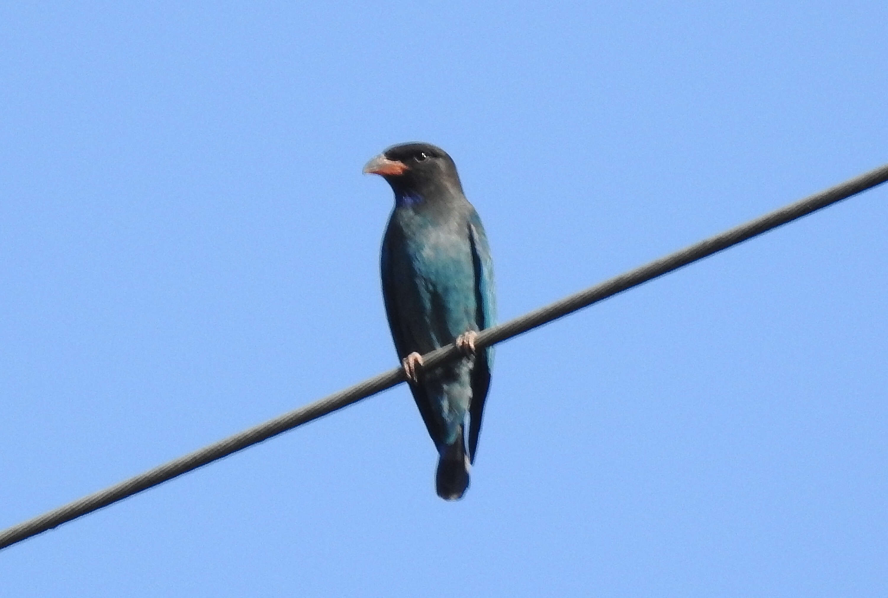 Image of Dollarbird