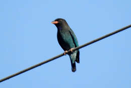 Image of Dollarbird