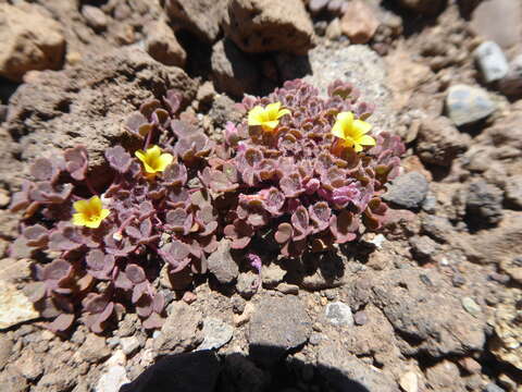 صورة Oxalis compacta Gill.