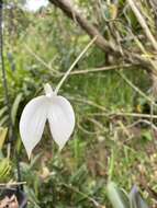 Image de Masdevallia coccinea Linden ex Lindl.