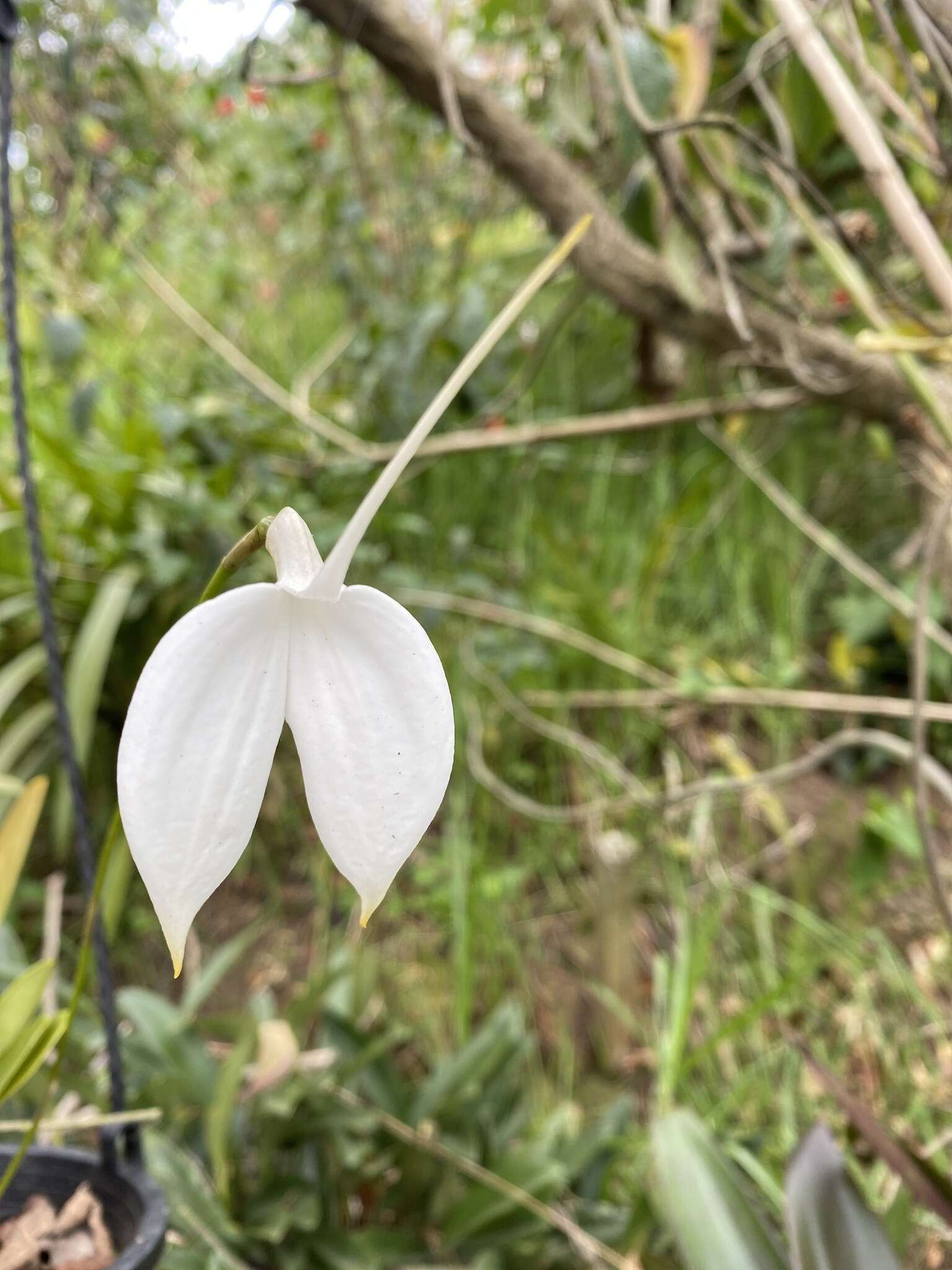 Image de Masdevallia coccinea Linden ex Lindl.