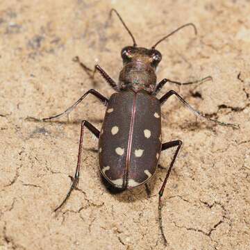 Image of Cicindela (Calomera) littoralis Fabricius 1787