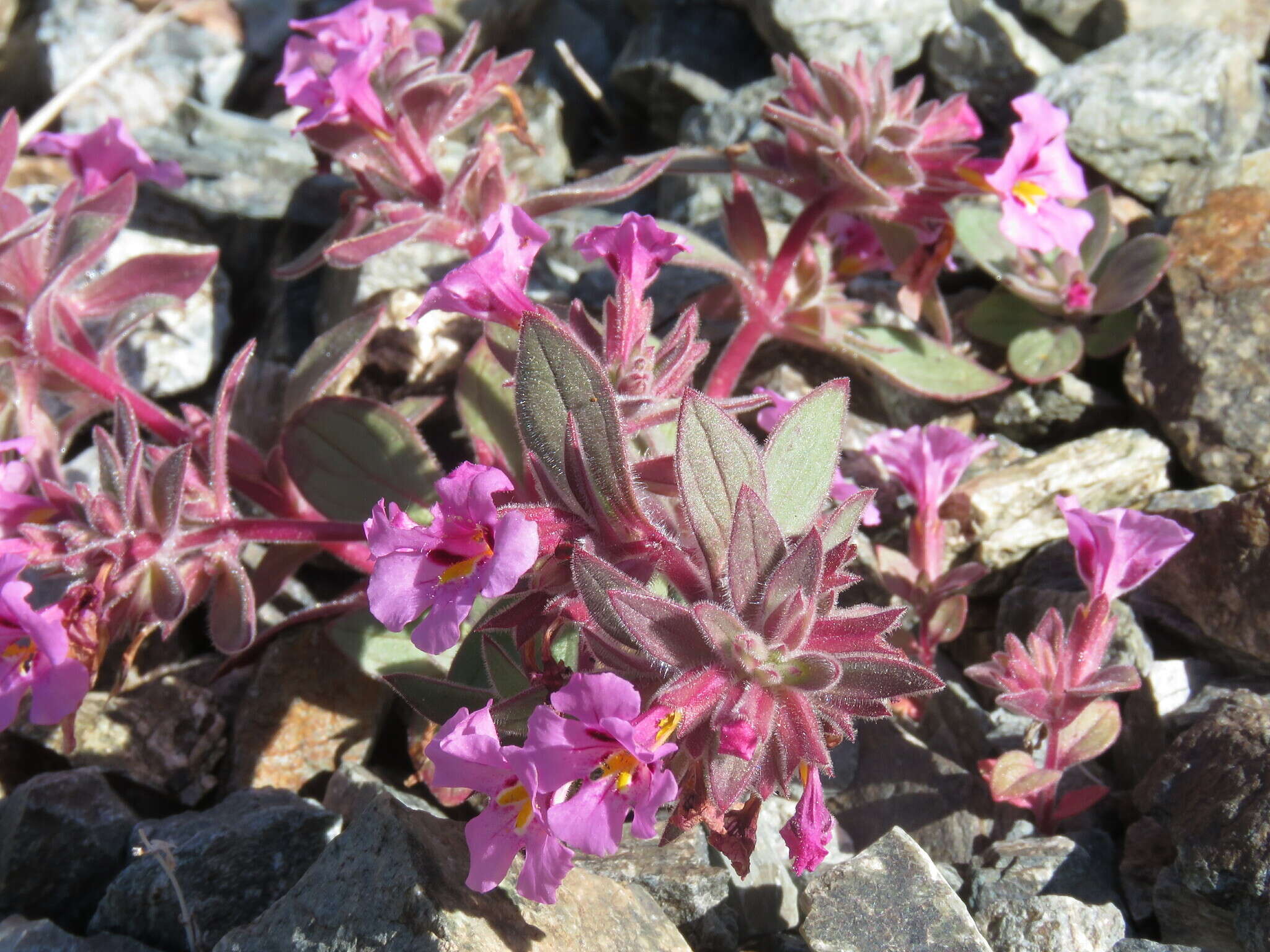 Image of Johnston's monkeyflower