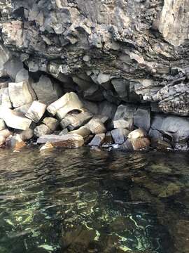 Image of Galapagos Fur Seal