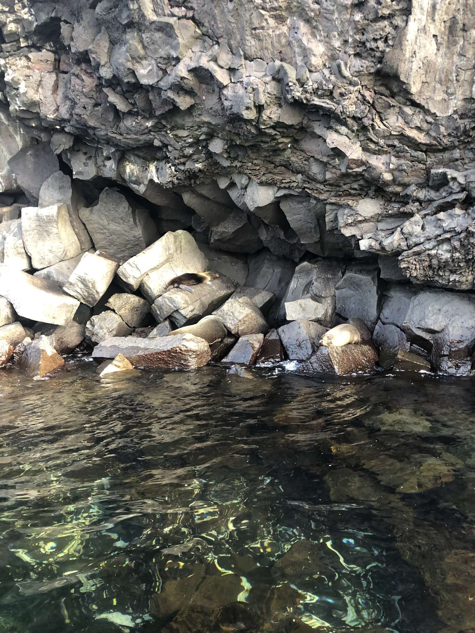 Image de Arctocéphale des Galapagos