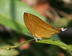 Image of Loxura atymnus continentalis Fruhstorfer (1912)