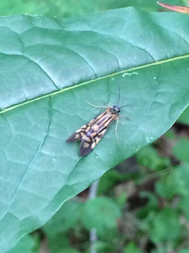 Image of Zebra Caddisfly