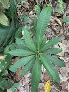 Image of Wild Cashew