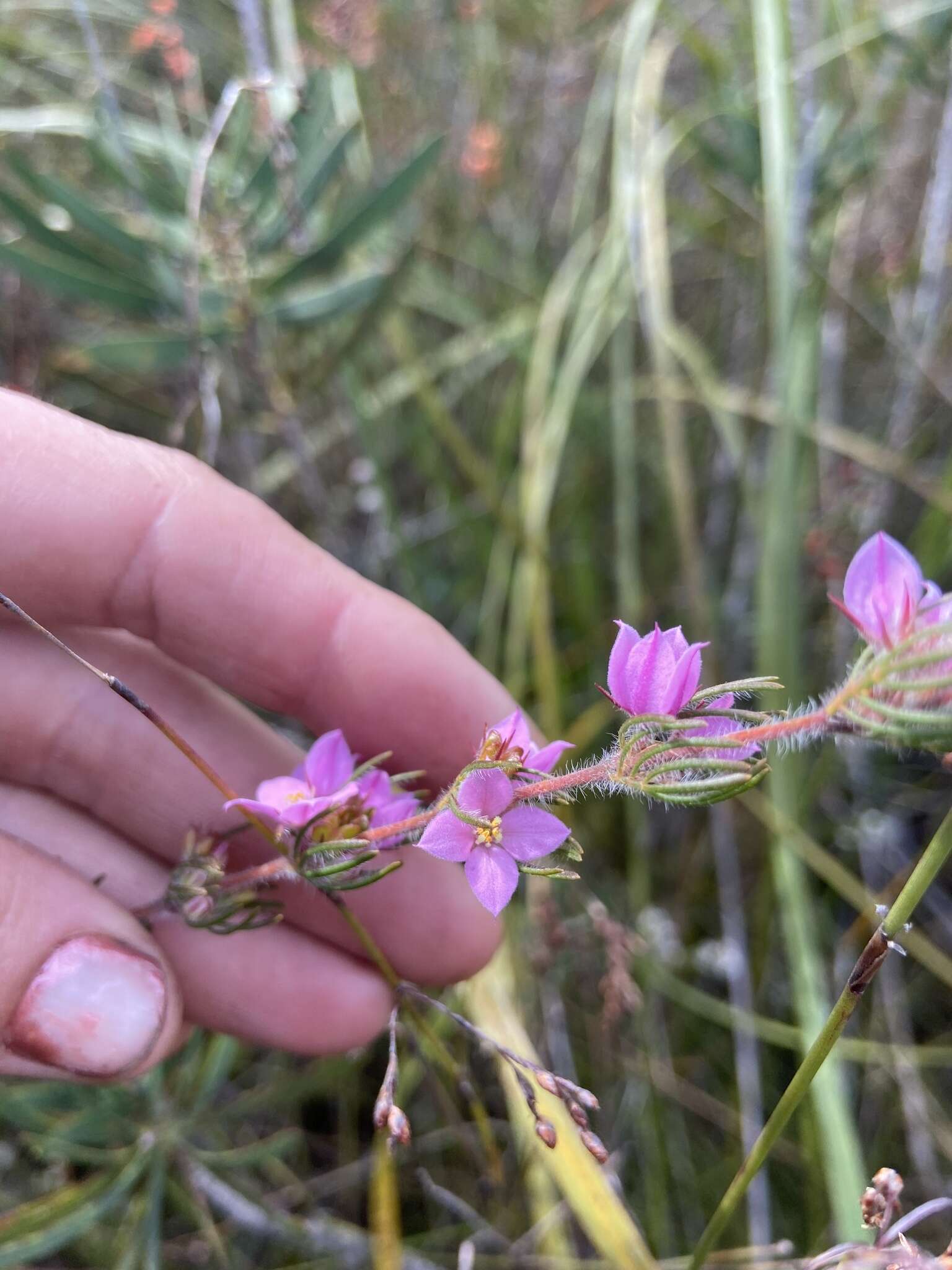 صورة Boronia stricta Bartling