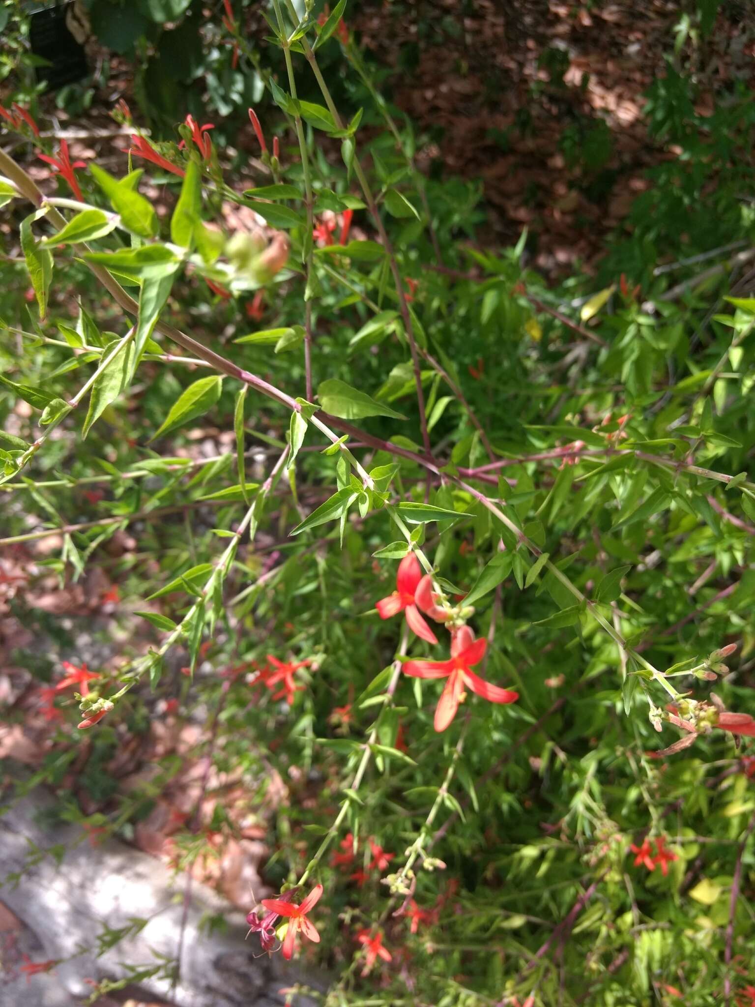 Anisacanthus quadrifidus (Vahl) Standl. resmi