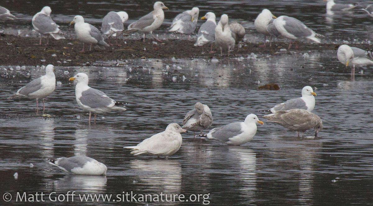 Image of Glaucous Gull