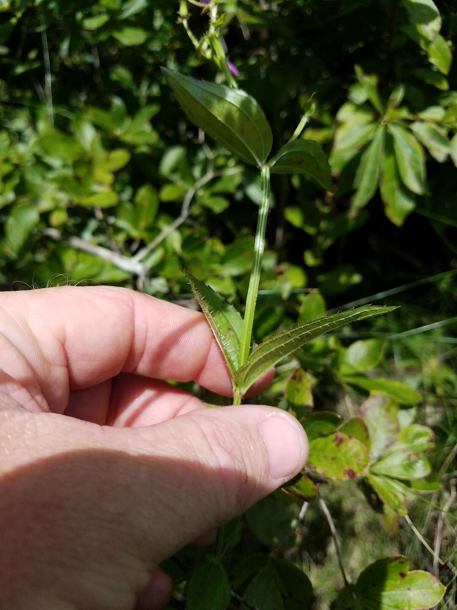 Imagem de Rhexia virginica L.