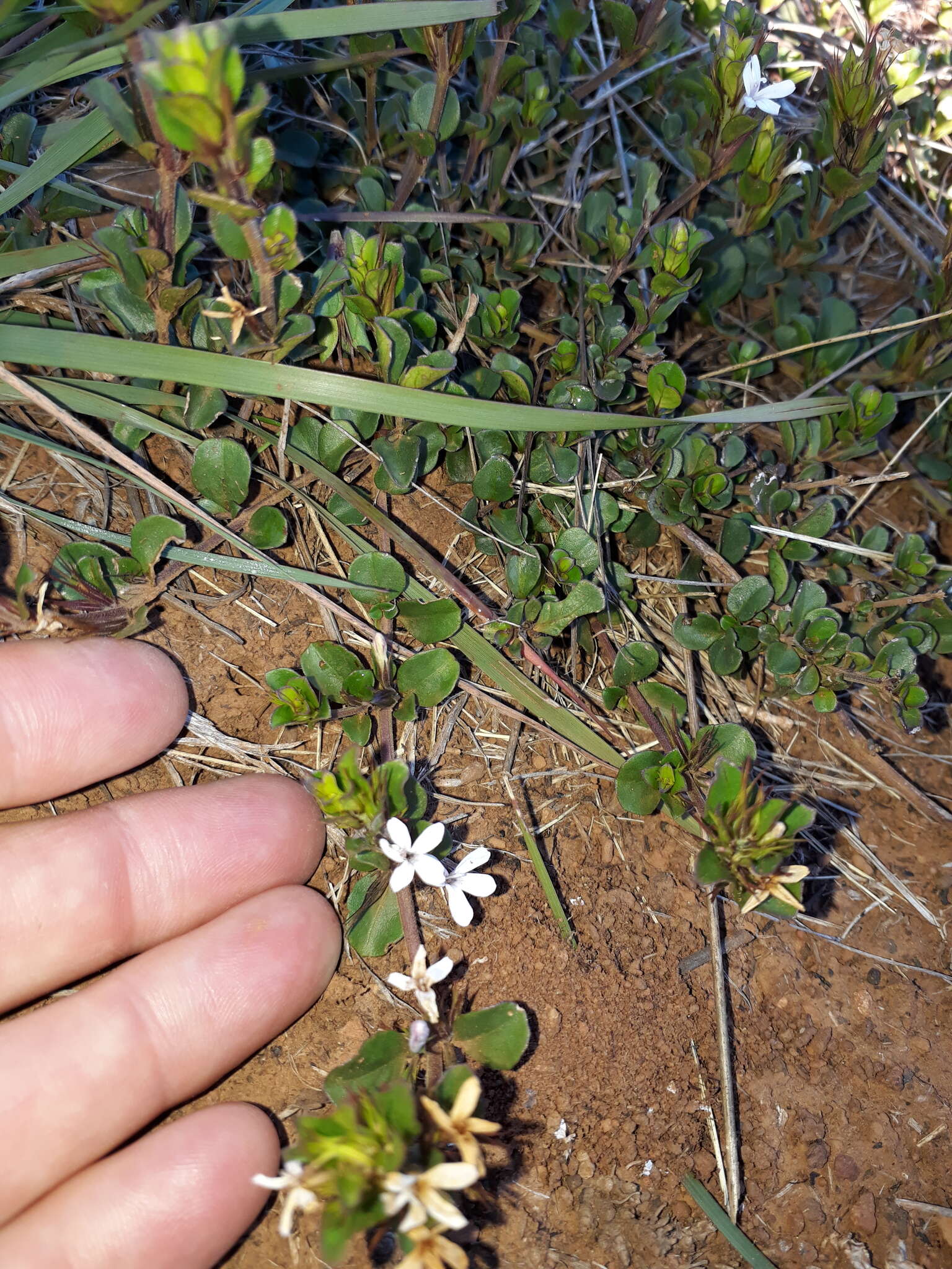 Image of Dyschoriste setigera (Pers.) J. C. Manning & Goldblatt