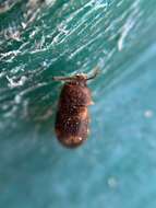 Image of Spotted Hairy Fungus Beetle