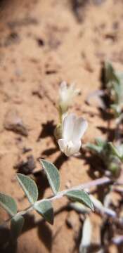 Image of Silver-Leaf Milk-Vetch