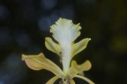 Plancia ëd Encyclia adenocarpa (Lex.) Schltr.