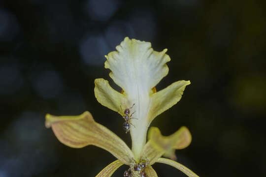 Слика од Encyclia adenocarpa (Lex.) Schltr.