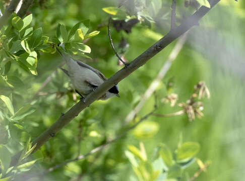 Image of White-Crowned Penduline Tit