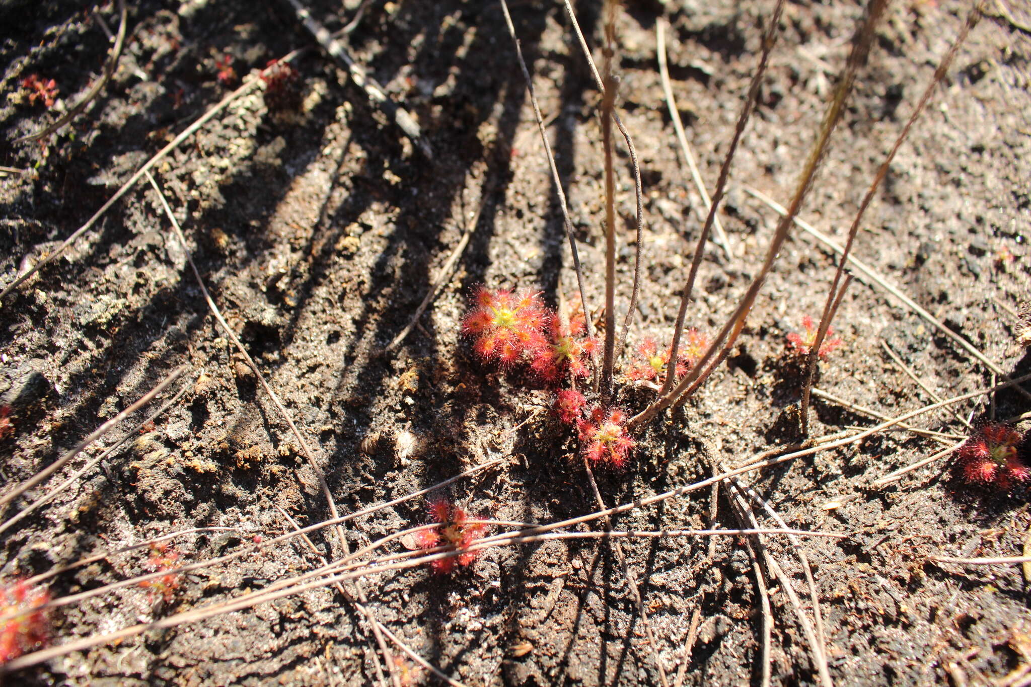 Image of Drosera paleacea subsp. roseana (N. Marchant & Lowrie) Schlauer